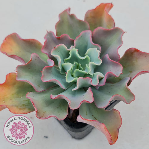 Echeveria Curly Locks - John & Norma's Succulents