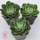 Echeveria 'Joan Daniel'