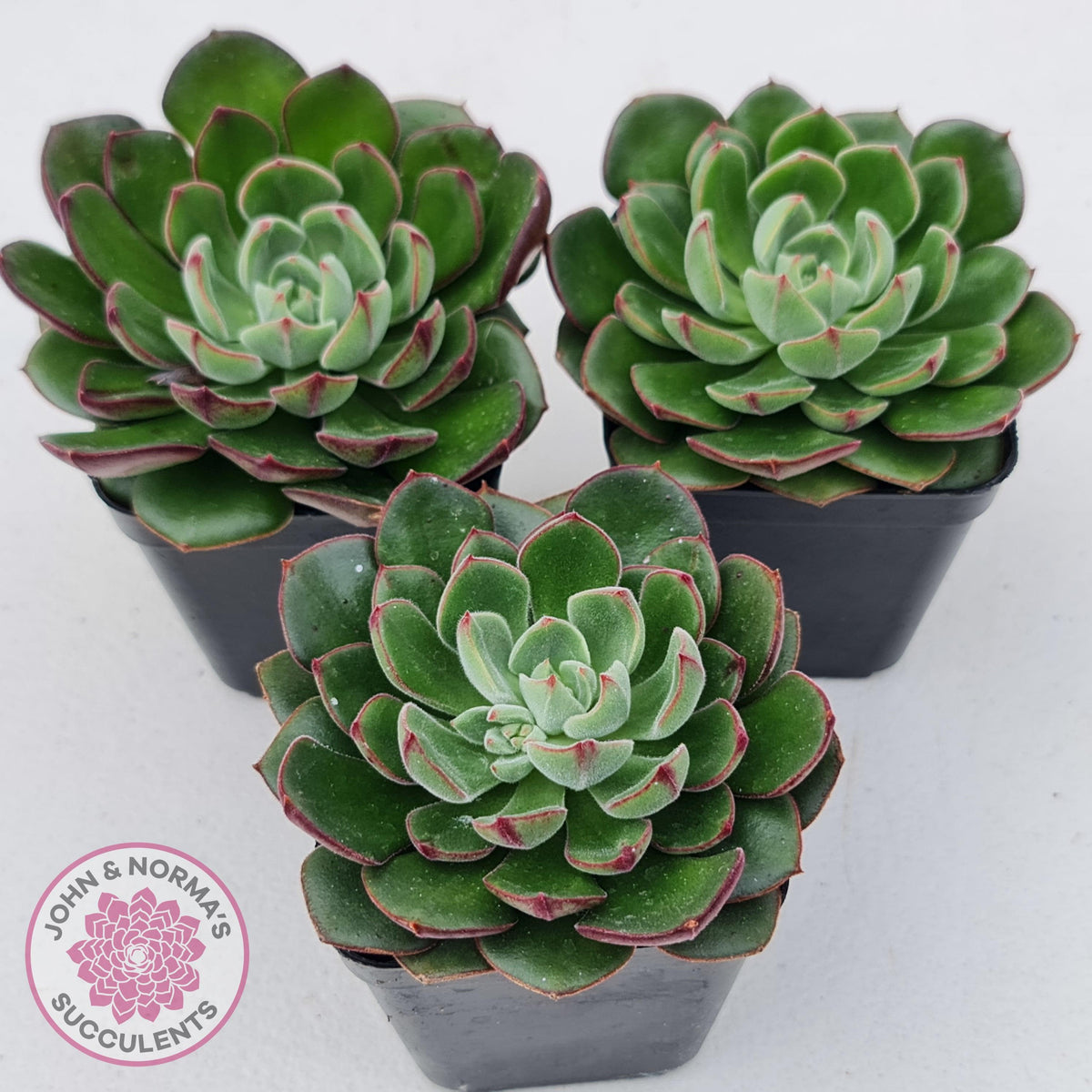 Echeveria 'Joan Daniel'