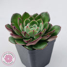 Echeveria 'Joan Daniel'