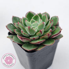 Load image into Gallery viewer, Echeveria Joan Daniels - John &amp; Norma&#39;s Succulents
