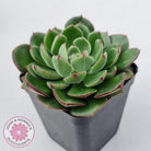 Echeveria 'Joan Daniel'