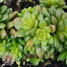 Load image into Gallery viewer, Cremnosedum Little Gem Variegata - John &amp; Norma&#39;s Succulents
