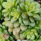 Cremnosedum Little Gem Variegata