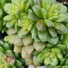 Load image into Gallery viewer, Cremnosedum Little Gem Variegata - John &amp; Norma&#39;s Succulents
