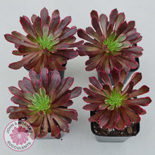 Load image into Gallery viewer, Aeonium Inferno - John &amp; Norma&#39;s Succulents
