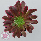 Aeonium Inferno
