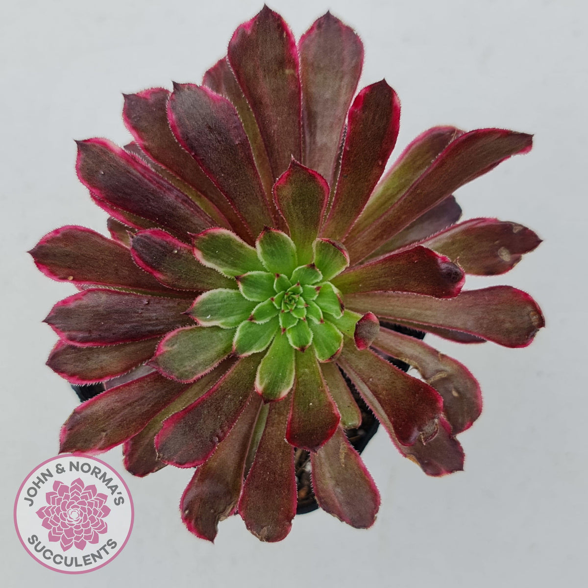 Aeonium Inferno