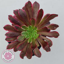 Load image into Gallery viewer, Aeonium Inferno - John &amp; Norma&#39;s Succulents
