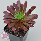 Aeonium Inferno