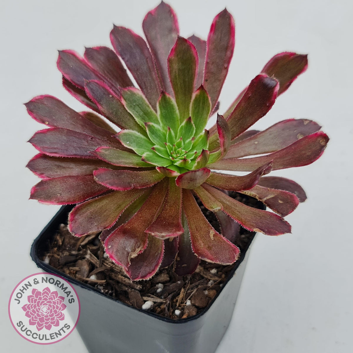 Aeonium Inferno