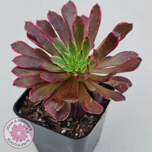 Load image into Gallery viewer, Aeonium Inferno - John &amp; Norma&#39;s Succulents
