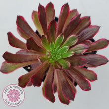 Load image into Gallery viewer, Aeonium Inferno - John &amp; Norma&#39;s Succulents
