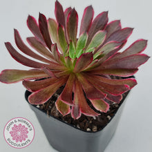 Load image into Gallery viewer, Aeonium Inferno - John &amp; Norma&#39;s Succulents
