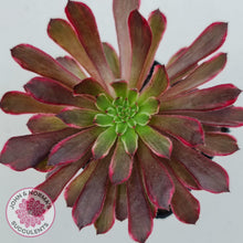 Load image into Gallery viewer, Aeonium Inferno - John &amp; Norma&#39;s Succulents
