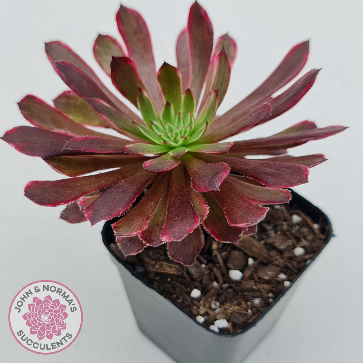 Aeonium Inferno
