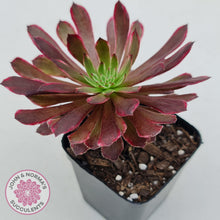 Load image into Gallery viewer, Aeonium Inferno - John &amp; Norma&#39;s Succulents
