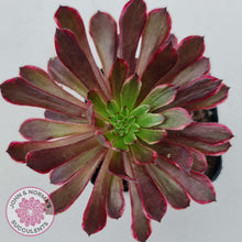 Load image into Gallery viewer, Aeonium Inferno - John &amp; Norma&#39;s Succulents
