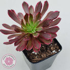 Aeonium Inferno