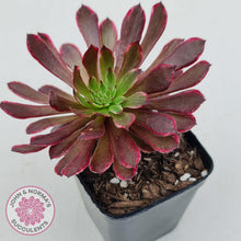 Load image into Gallery viewer, Aeonium Inferno - John &amp; Norma&#39;s Succulents
