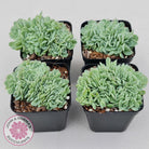 Echeveria elegans potosina 'Crystal' Cristata