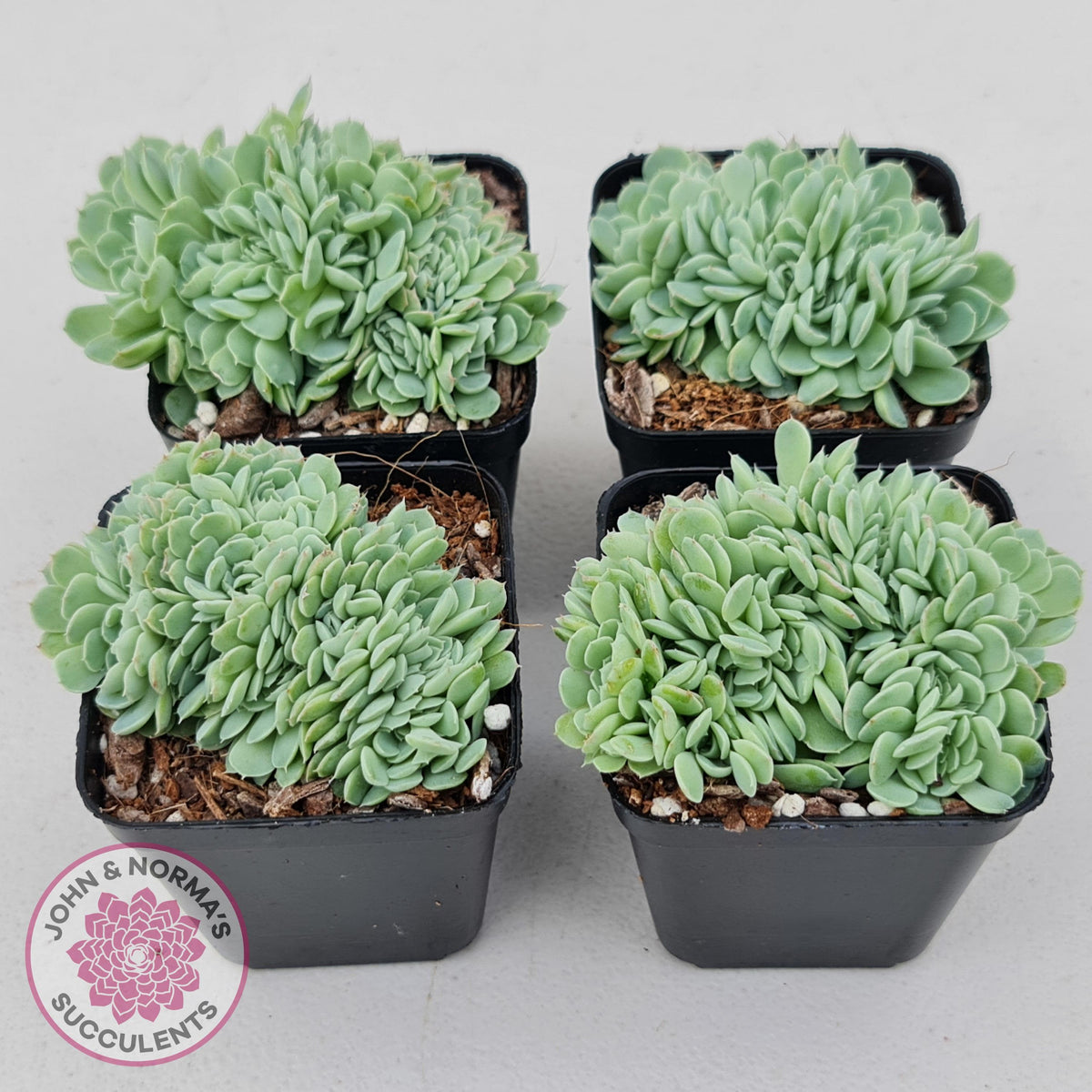 Echeveria elegans potosina 'Crystal' Cristata
