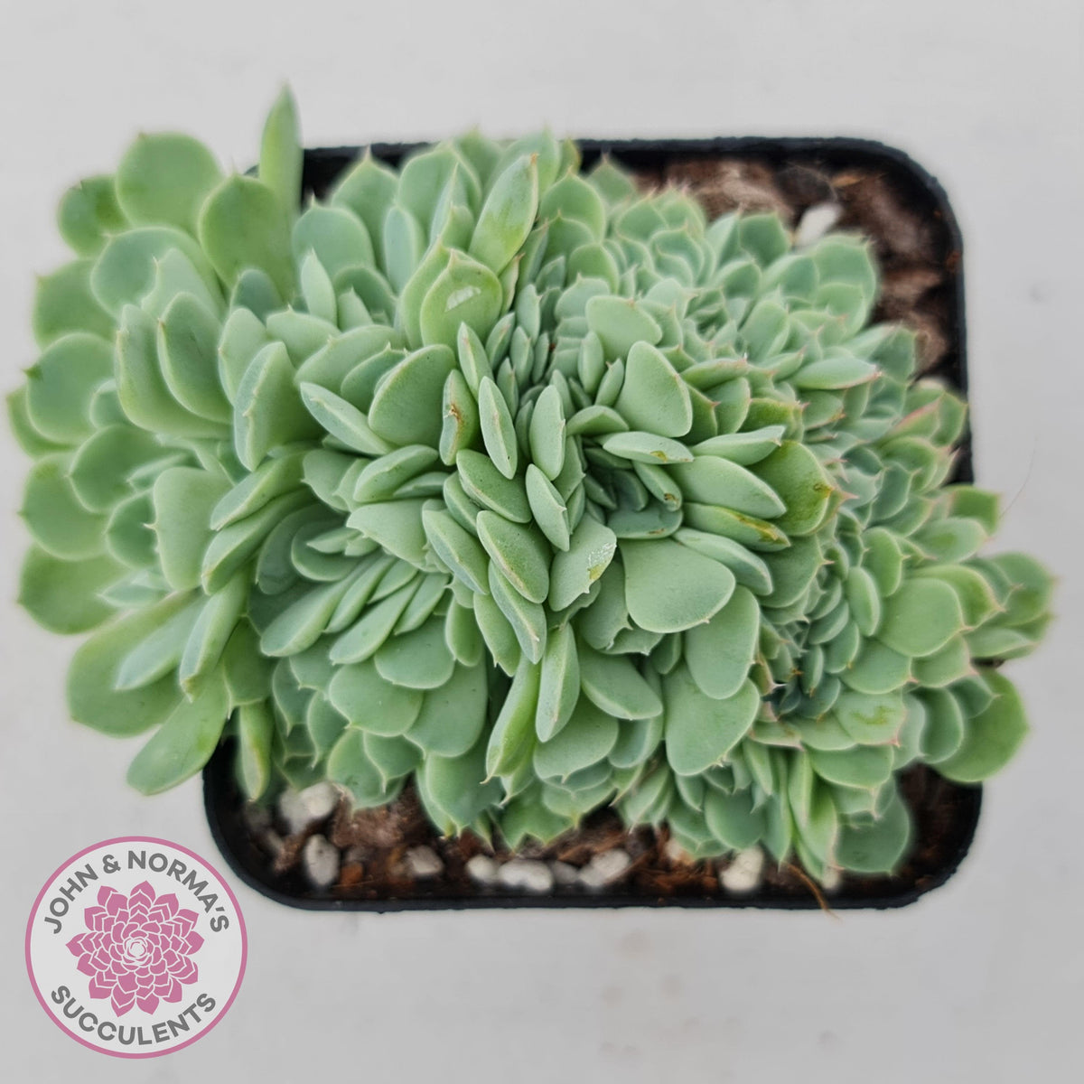 Echeveria elegans potosina 'Crystal' Cristata