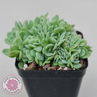 Echeveria elegans potosina 'Crystal' Cristata