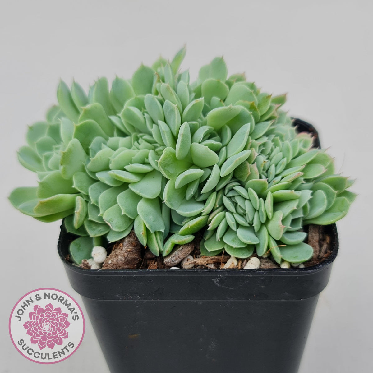Echeveria elegans potosina 'Crystal' Cristata