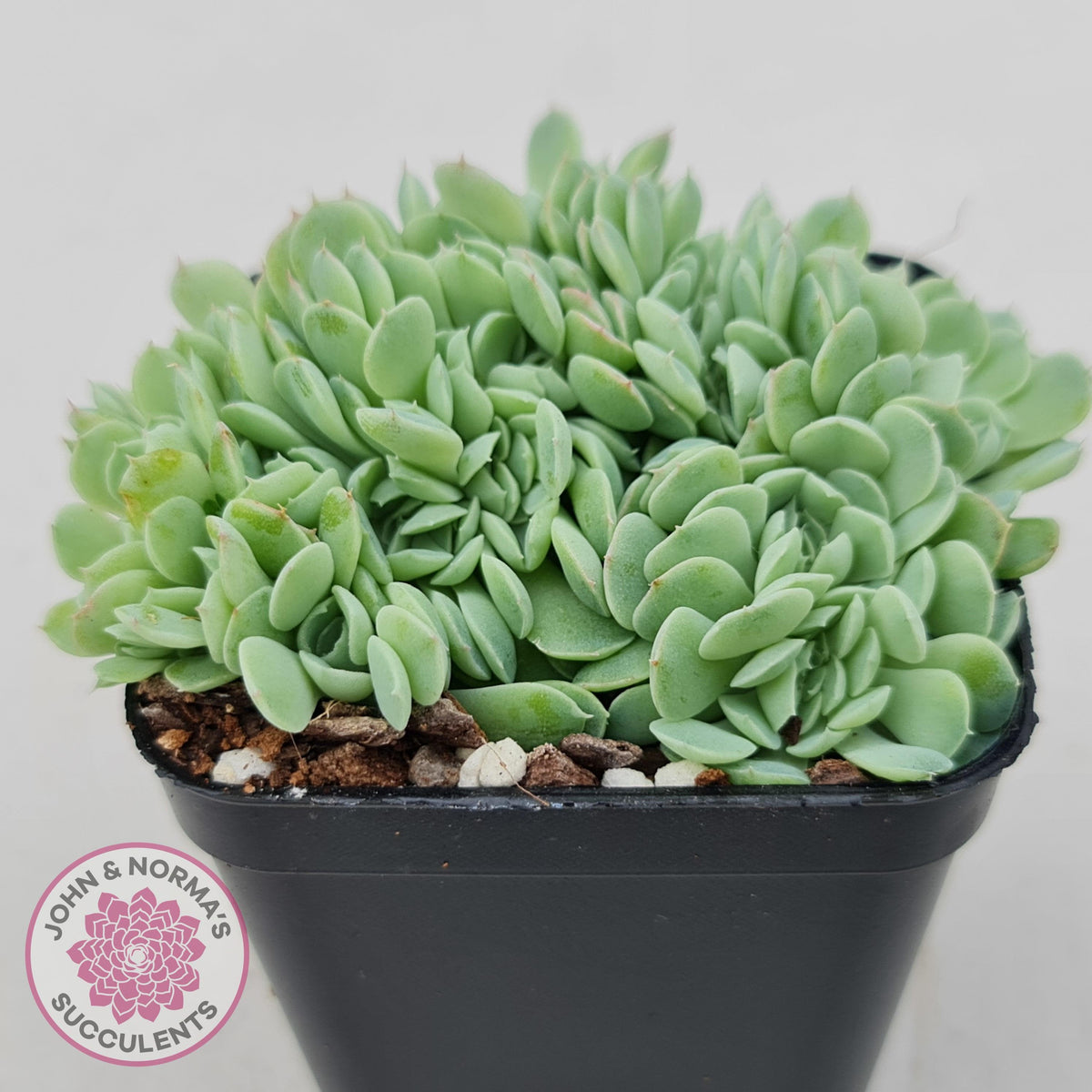 Echeveria elegans potosina 'Crystal' Cristata