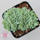 Echeveria elegans potosina 'Crystal' Cristata