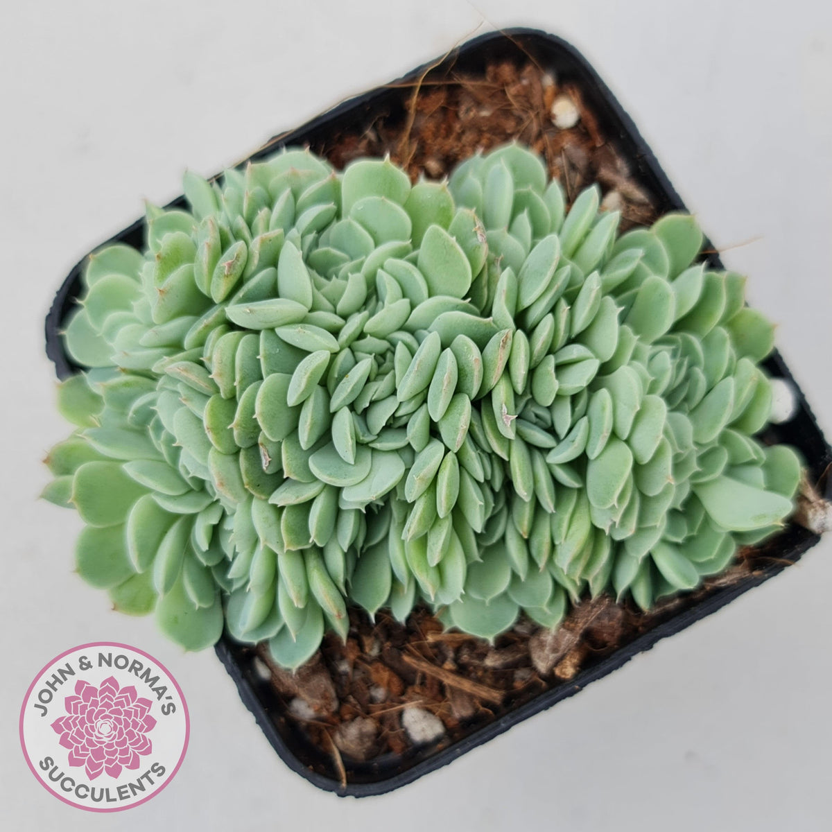 Echeveria elegans potosina 'Crystal' Cristata