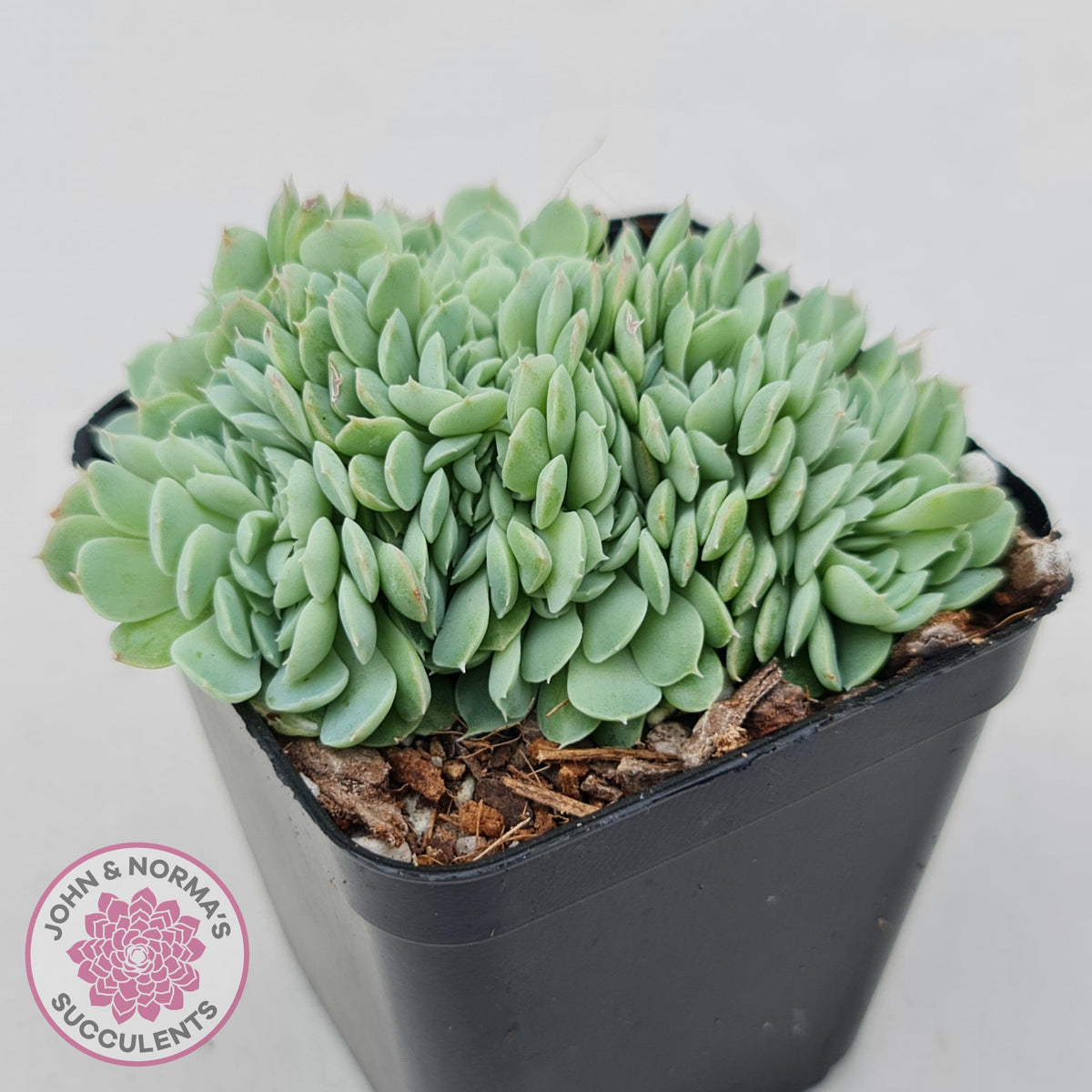Echeveria elegans potosina 'Crystal' Cristata