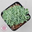 Echeveria elegans potosina 'Crystal' Cristata