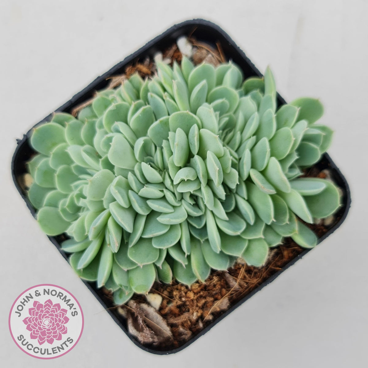 Echeveria elegans potosina 'Crystal' Cristata