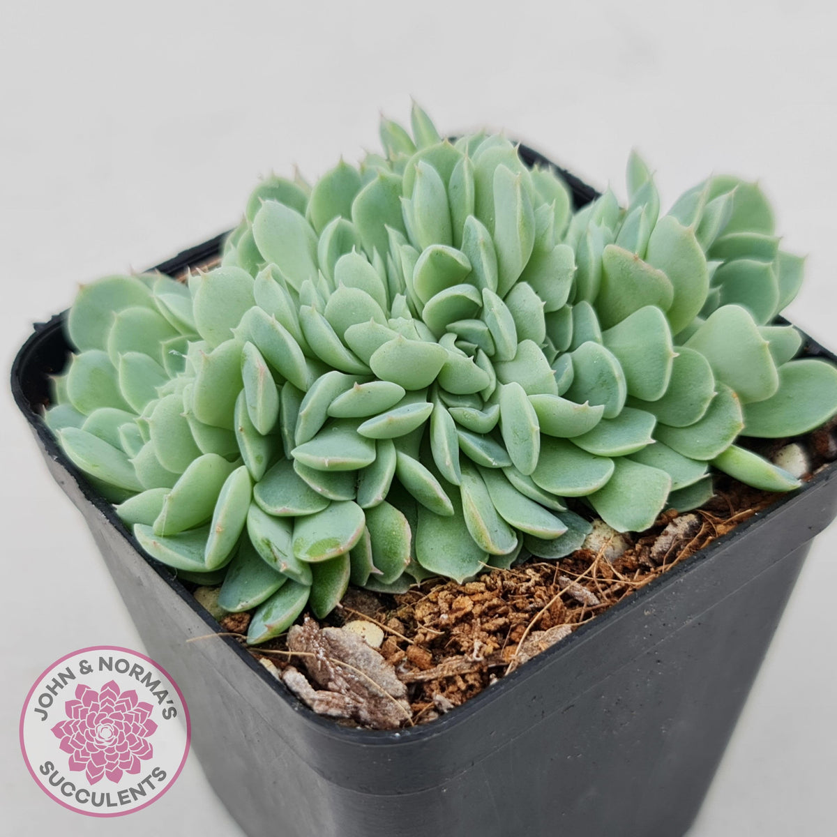 Echeveria elegans potosina 'Crystal' Cristata