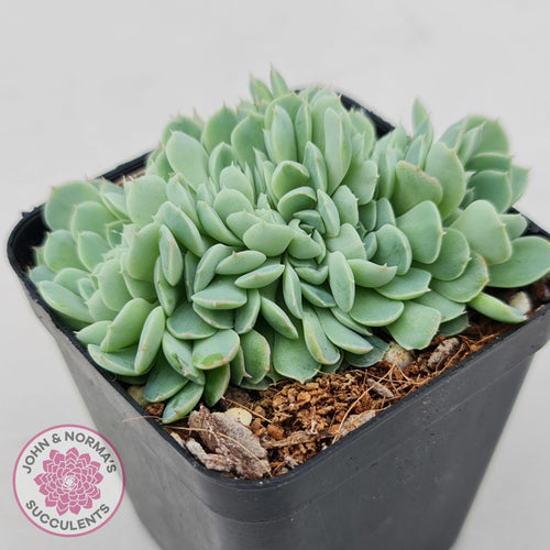 Echeveria Elegans Potosina 'Crystal' Cristata - John & Norma's Succulents