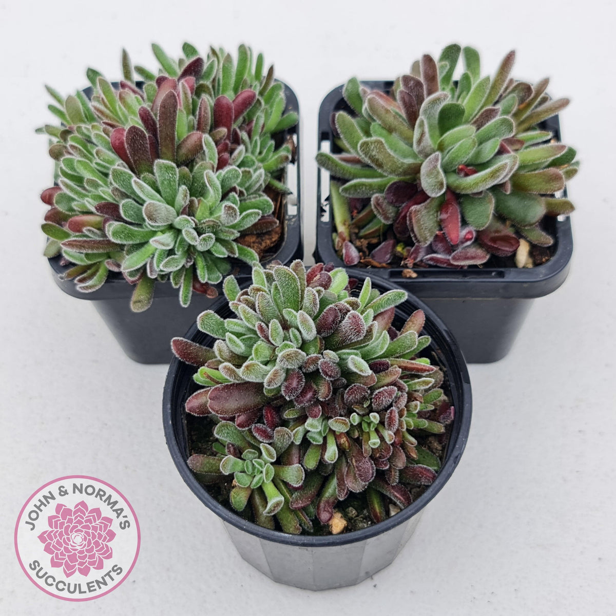 Crassula pubescens