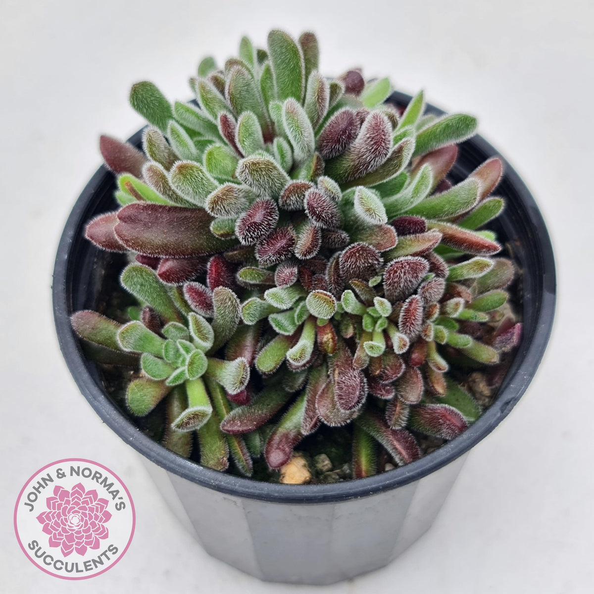 Crassula pubescens