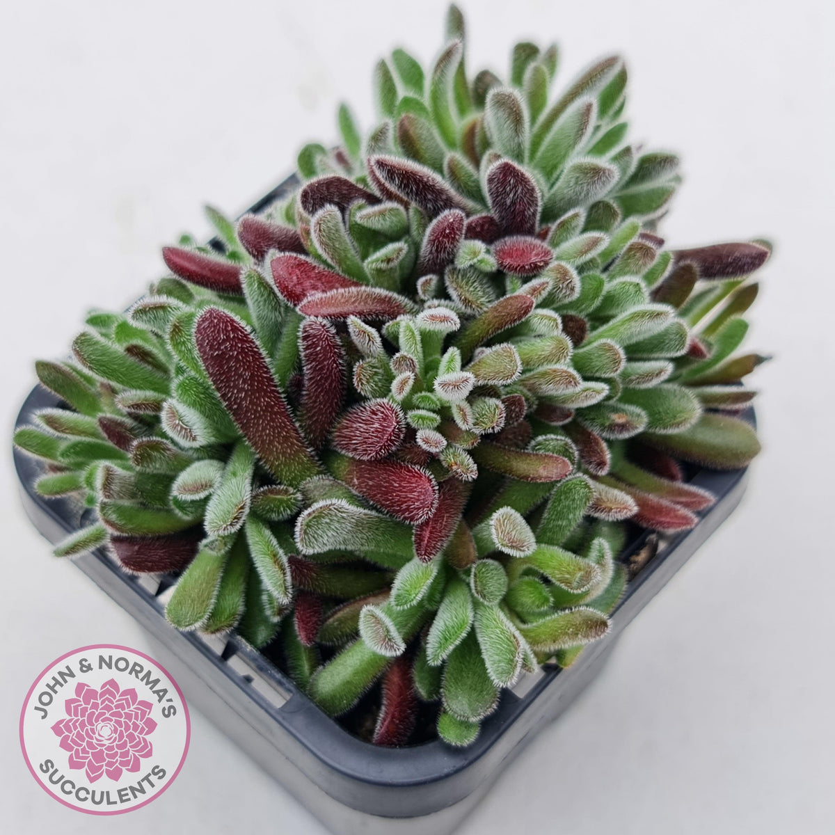 Crassula pubescens