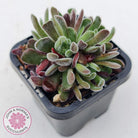 Crassula pubescens
