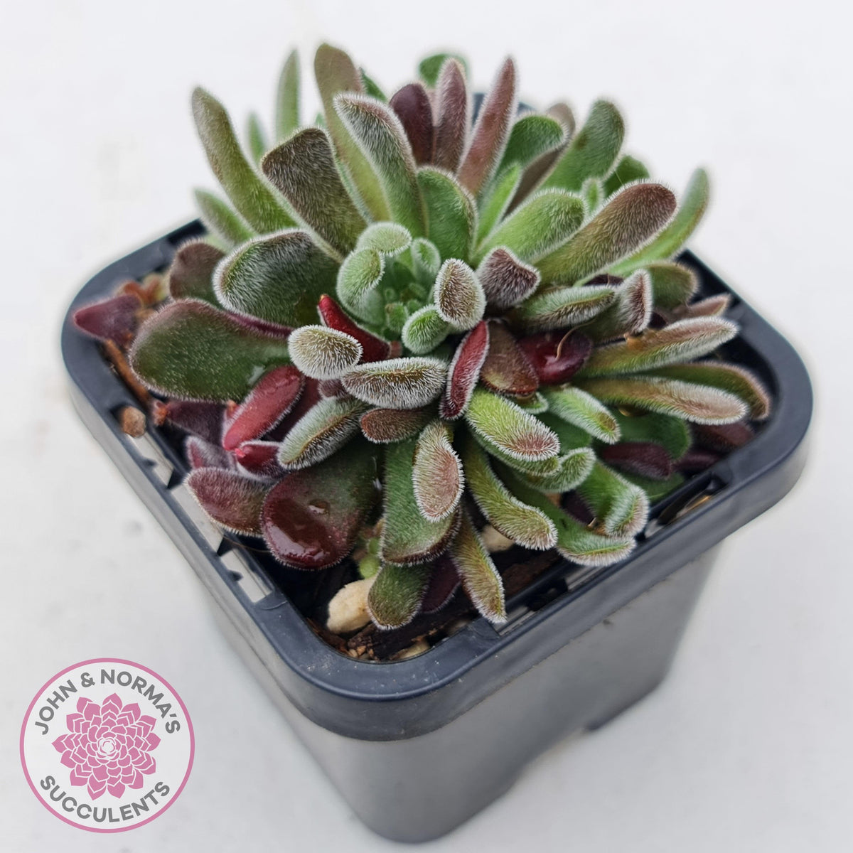 Crassula pubescens