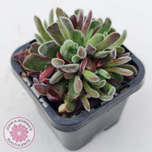 Load image into Gallery viewer, Crassula pubescens - John &amp; Norma&#39;s Succulents
