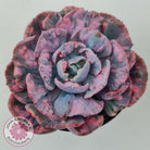 Echeveria Beyonce Rainbow Variegated (Lg)