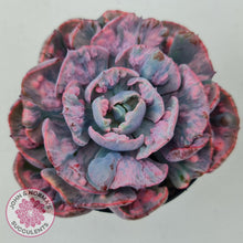 Load image into Gallery viewer, Echeveria Beyonce Rainbow Variegated - John &amp; Norma&#39;s Succulents
