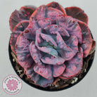 Echeveria Beyonce Rainbow Variegated (Lg)