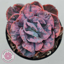 Load image into Gallery viewer, Echeveria Beyonce Rainbow Variegated - John &amp; Norma&#39;s Succulents
