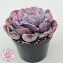 Load image into Gallery viewer, Echeveria Beyonce Rainbow Variegated - John &amp; Norma&#39;s Succulents
