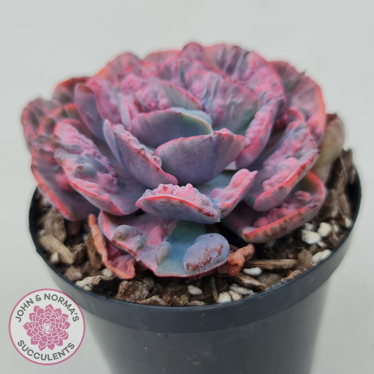Echeveria Beyonce Rainbow Variegated (Lg)