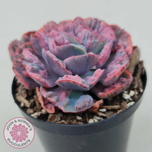 Load image into Gallery viewer, Echeveria Beyonce Rainbow Variegated - John &amp; Norma&#39;s Succulents
